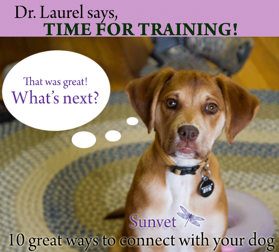Holistic veterinarian Dr. Laurel shares the top ten ways to connect with your dog.