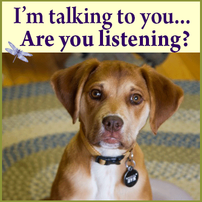 Your animals are speaking to you. Learn to listen with holistic vet animal intuitive Dr. Laurel Davis.