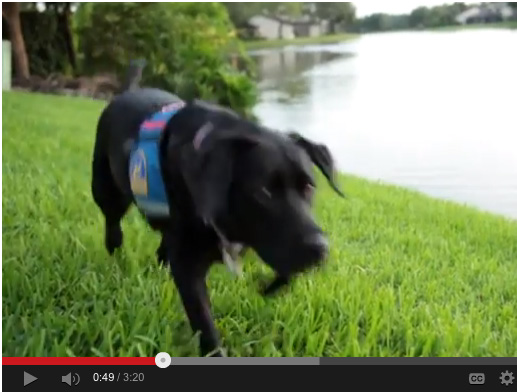 Stories of holistic vet animal intuitive - Tatiana hero dog