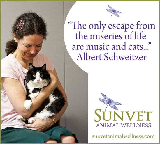 Sunvet-music-and-cats