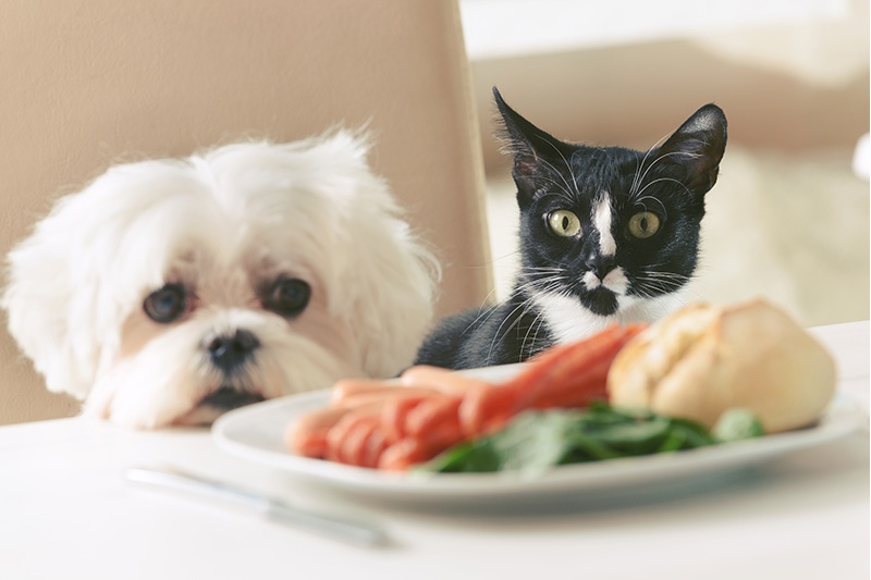 dog and cat look at plate of food