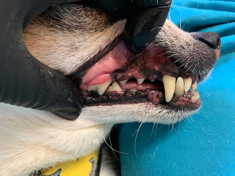 Jacques' teeth after teeth cleaning