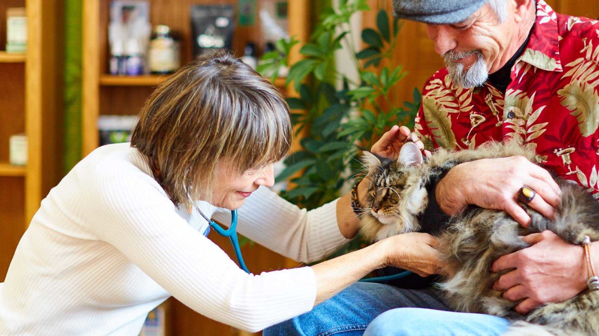 woman-veterinarian-examines-cat