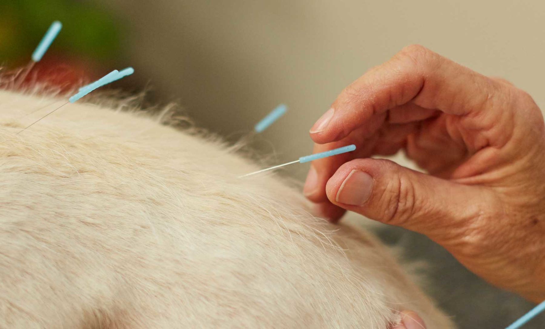acupuncture for dog