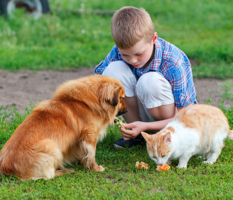Boy feeding dog and cat