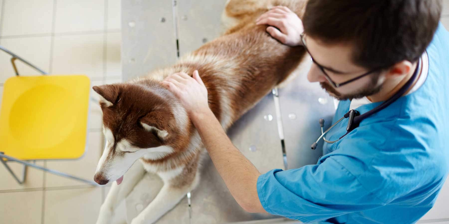 Can A Chiropractor Help A Dog With Hip Dysplasia