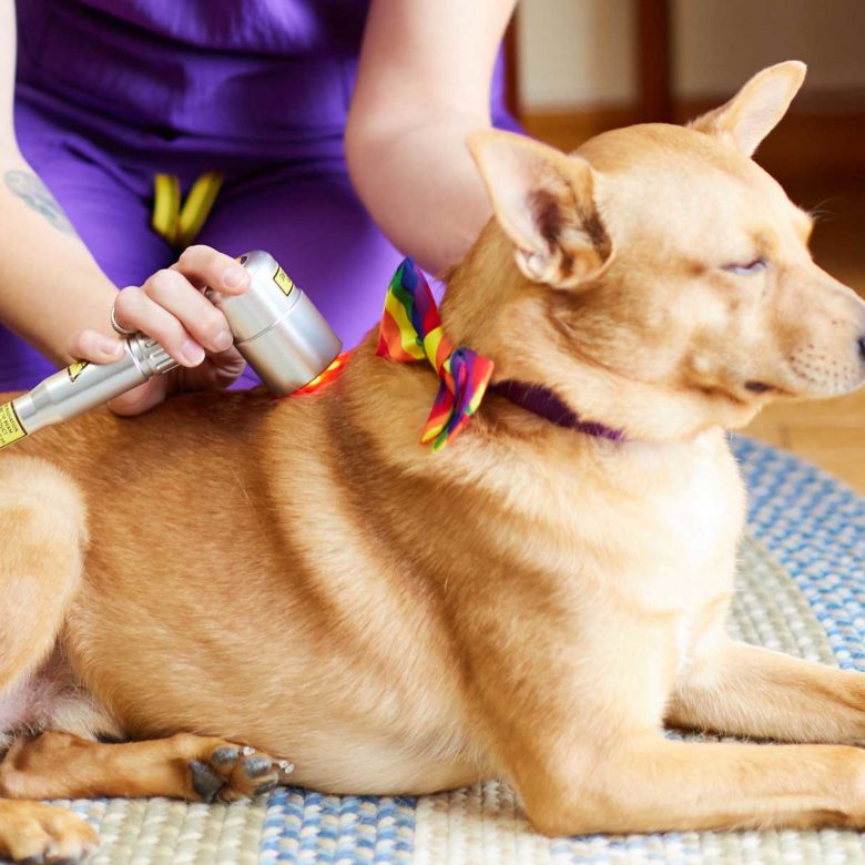 Cold Laser Therapy on Dog