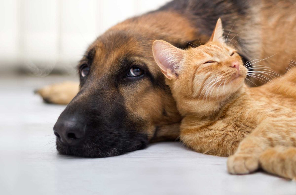 Custom Vaccines for Dog and Cat