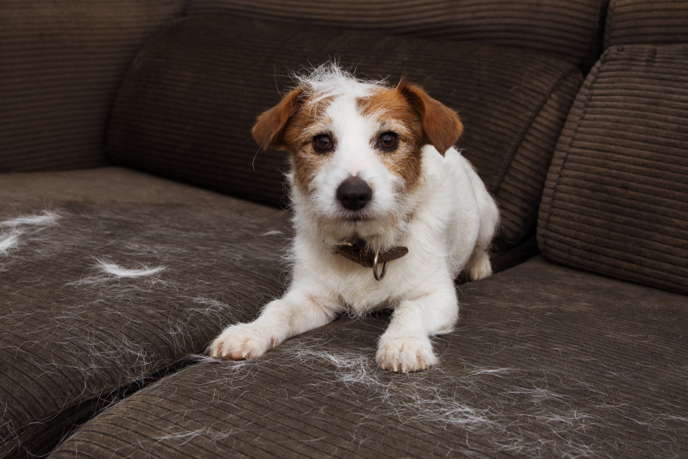 Terrier shedding on couch