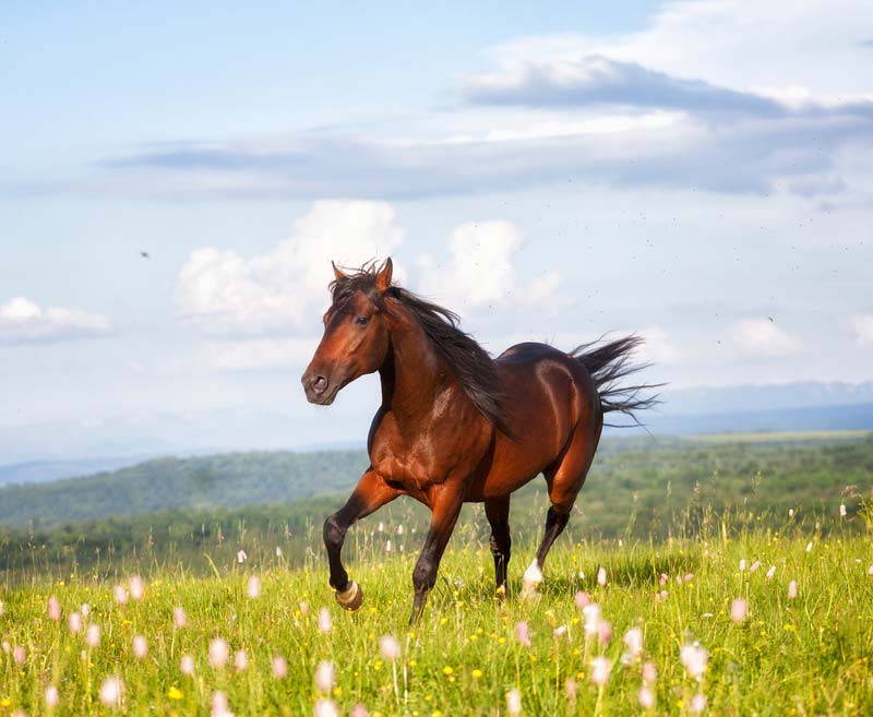 Brown horse running through field of grass