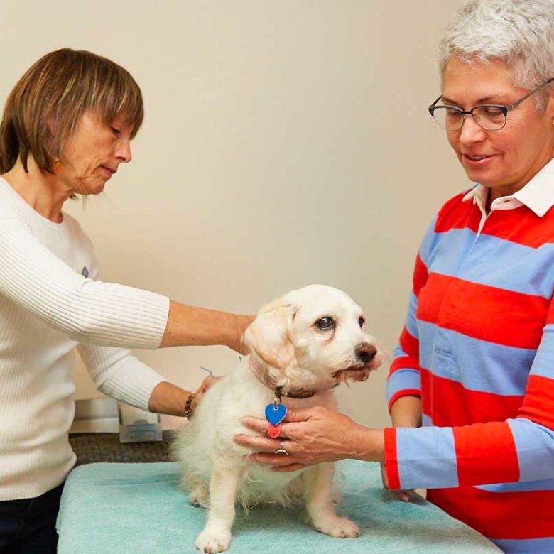 integrative treatment on dog