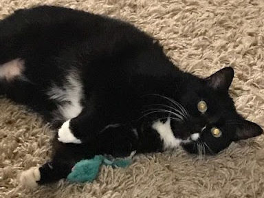 black and white kitty with green toy on beige carpet