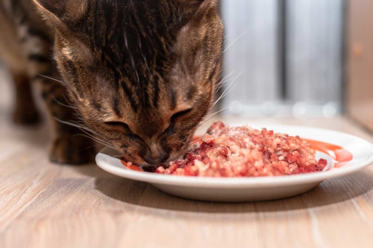Cat eating proper nutrition