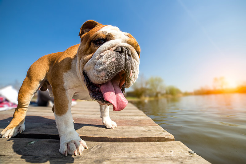 english bulldog in sun on pier