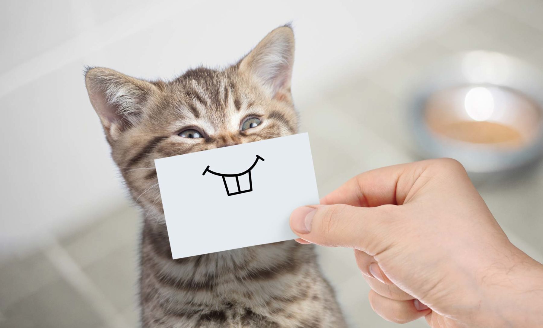 Kitten with human holding a drawing of twi cartoon teeth in front of mouth