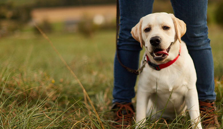 White lab sitting between his owners feet