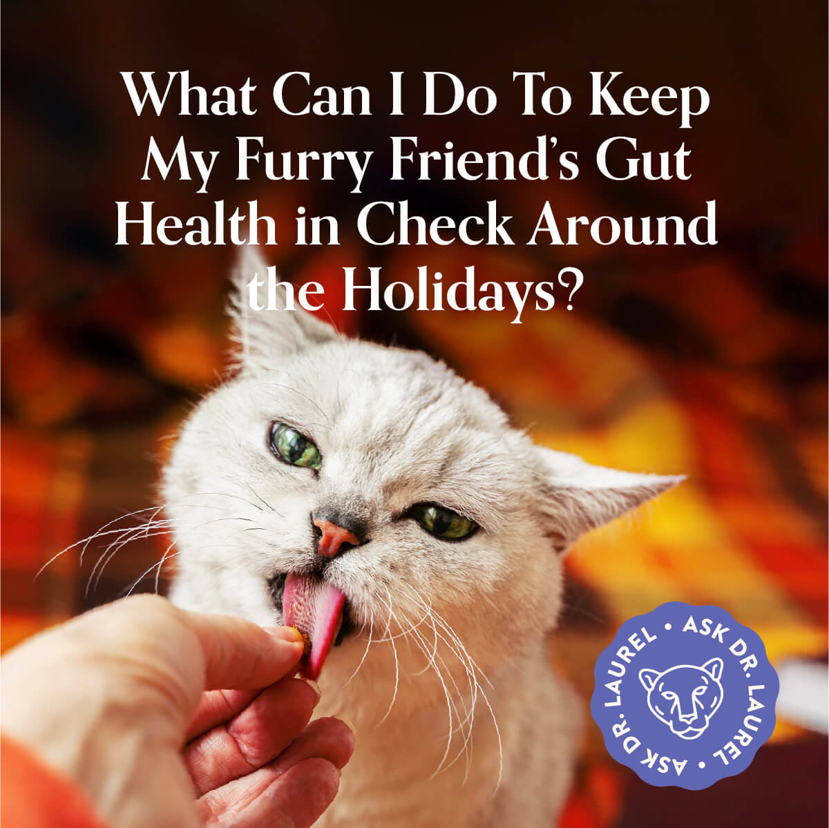 Ask Dr. Laurel: Holiday Gut Health Tips 1